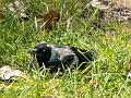 Juvenile Magpie P1030595